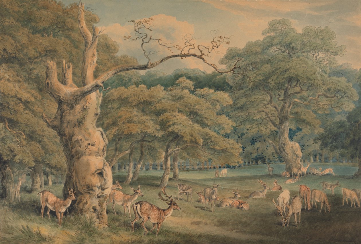 Roble de Hearne, Bosque de Windsor de Samuel Howitt