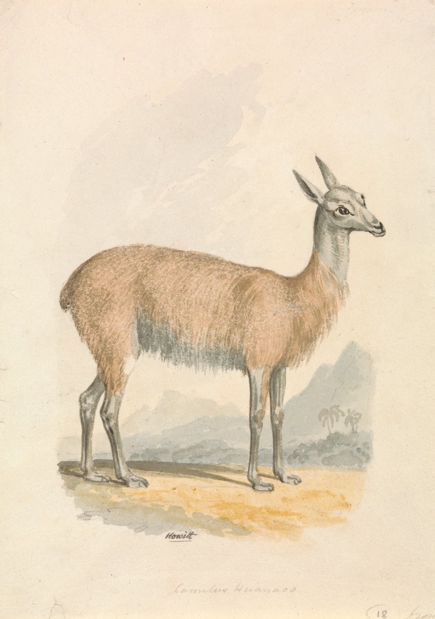 Llama de Samuel Howitt