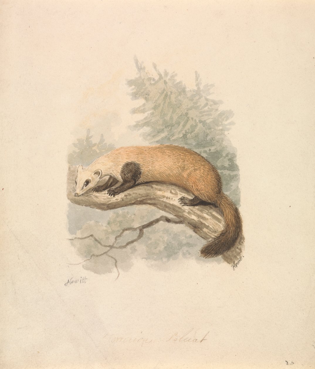 Turón de Samuel Howitt