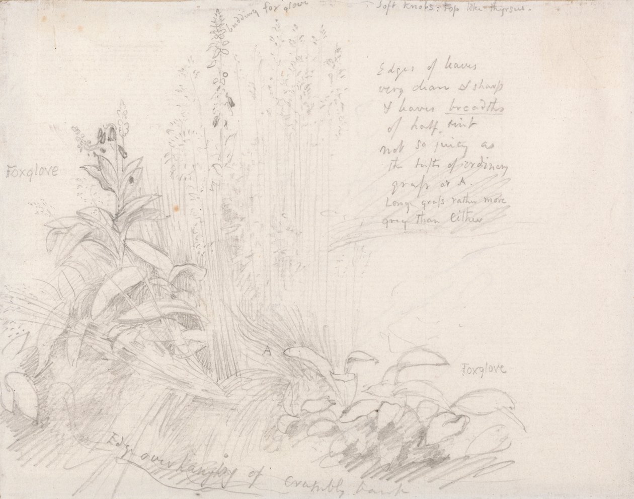 Foxgloves de Samuel Palmer