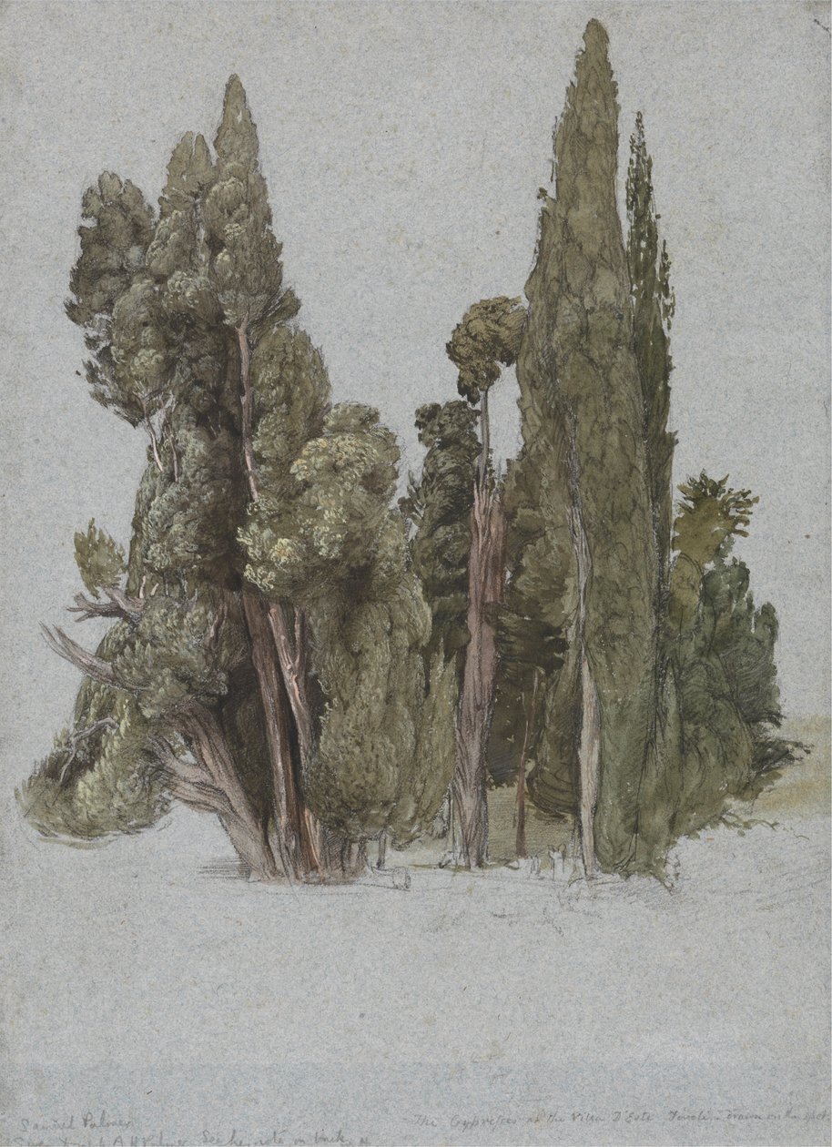 Los cipreses de Villa d