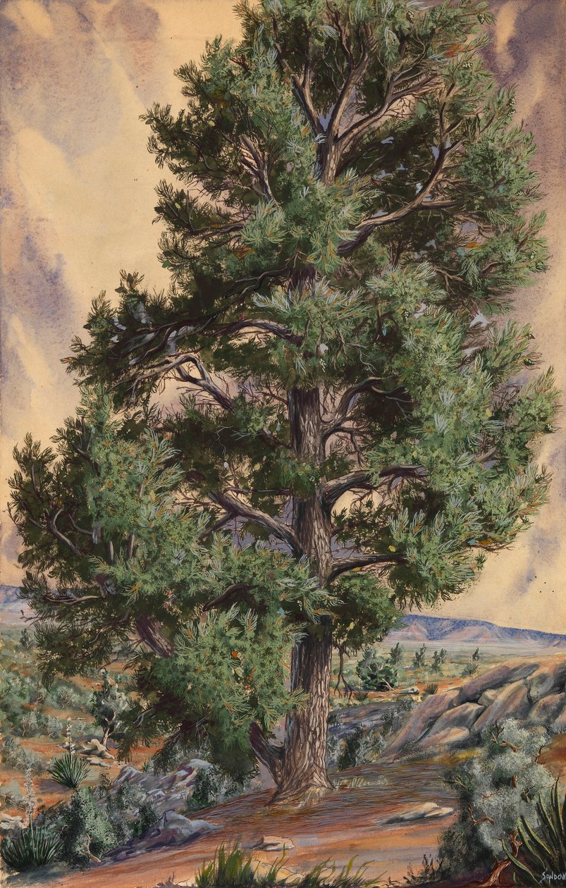 Pino de Sandow