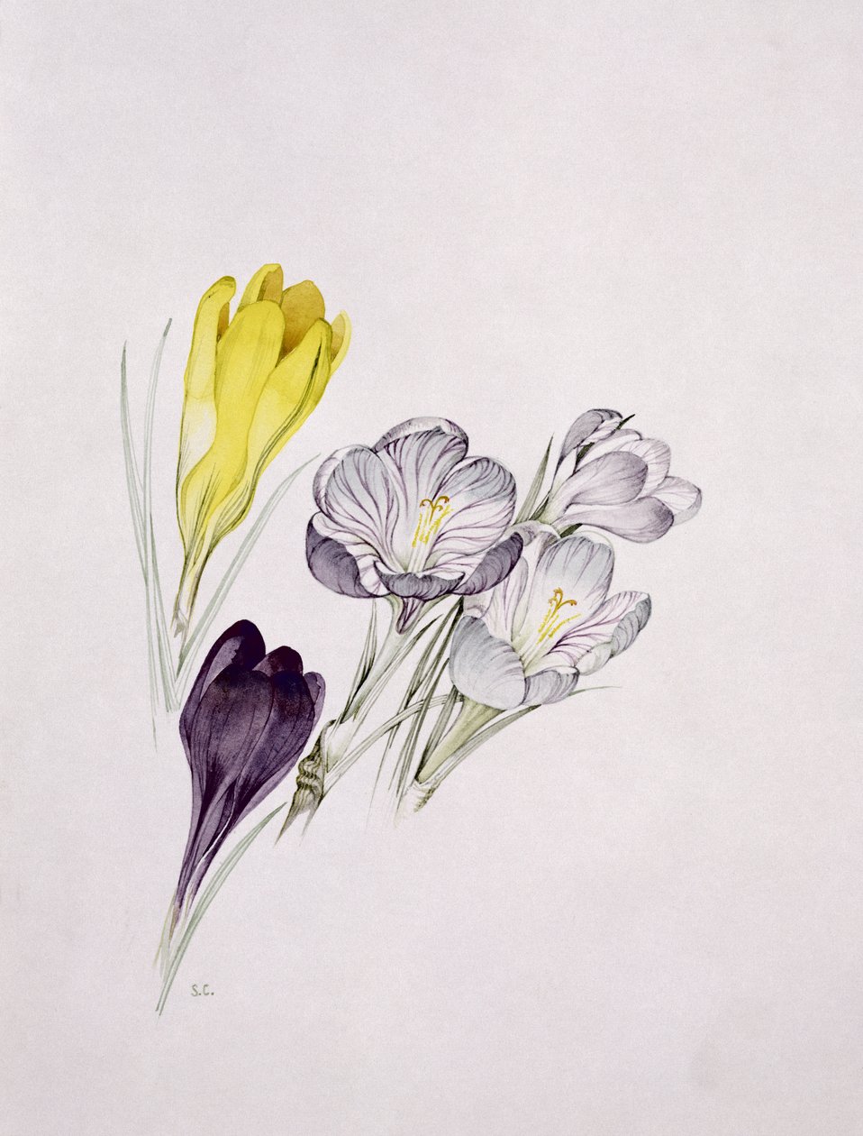 Crocus de Sarah Creswell