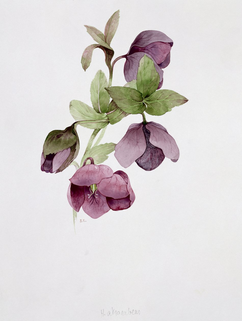 Helleborus atrorubens de Sarah Creswell