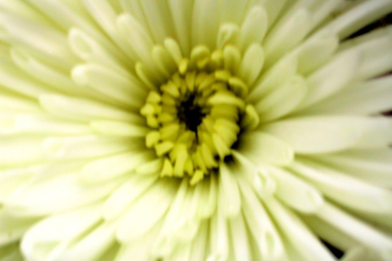 Flor de cumpleaños de Sarah OToole