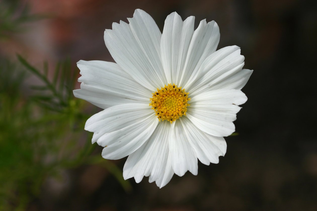 Cosmos de Garsington, 2009 de Sarah OToole