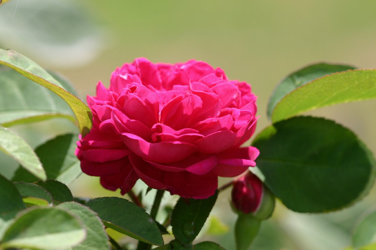 Rosa David Austin de Garsington, 2009 de Sarah OToole