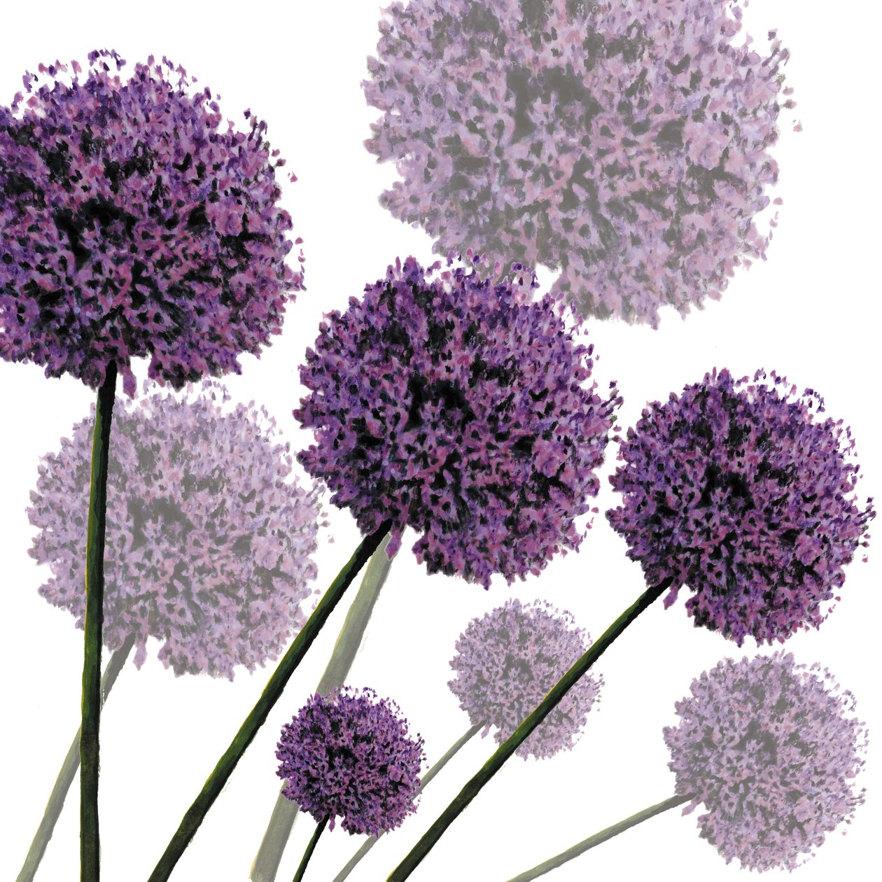 Allium Fernandez, 2004 de Sarah Hough
