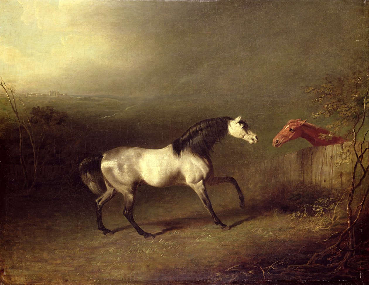 El árabe gris de Sawrey Gilpin