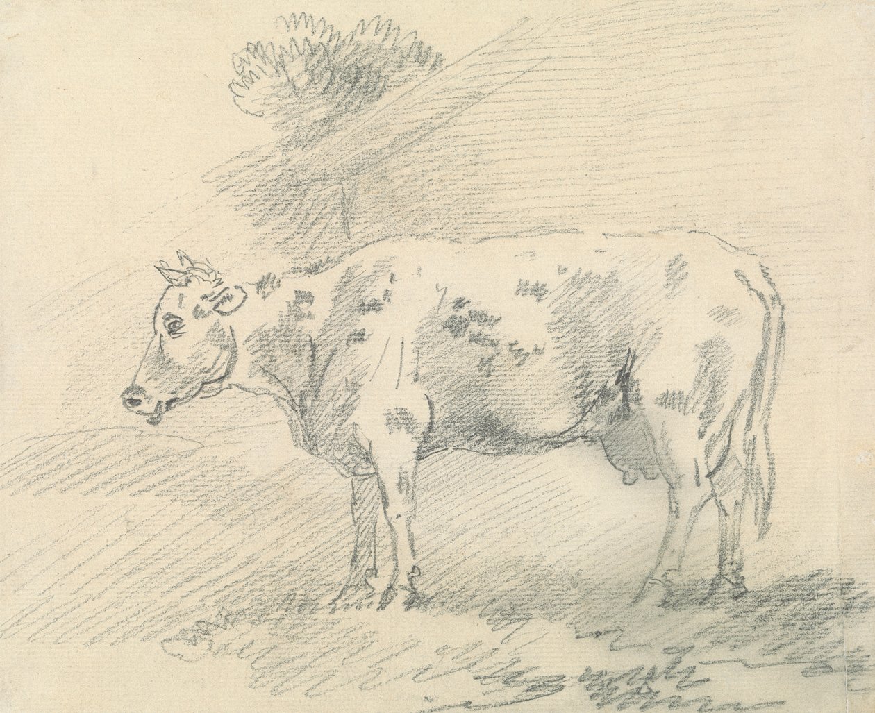 Vaca de Sawrey Gilpin