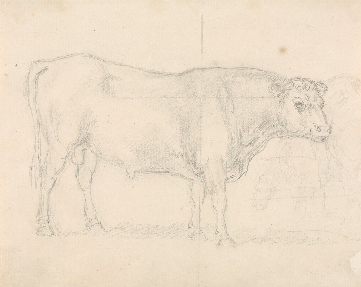 Estudio de un toro de Sawrey Gilpin