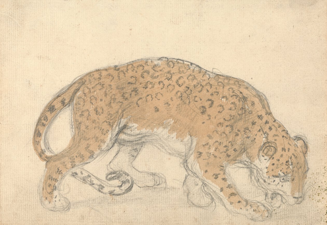 Estudio de un leopardo de Sawrey Gilpin