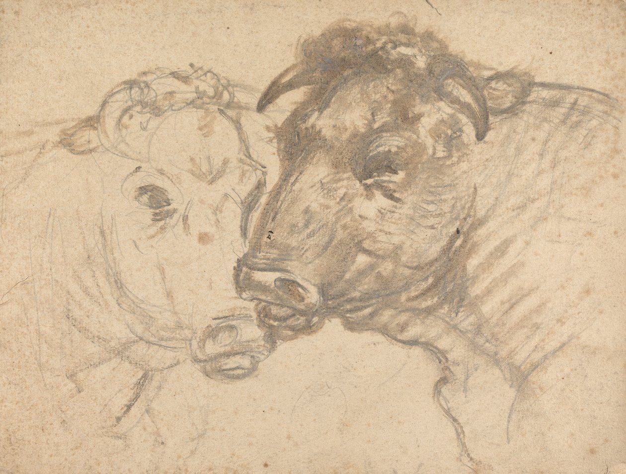 Dos toros de Sawrey Gilpin
