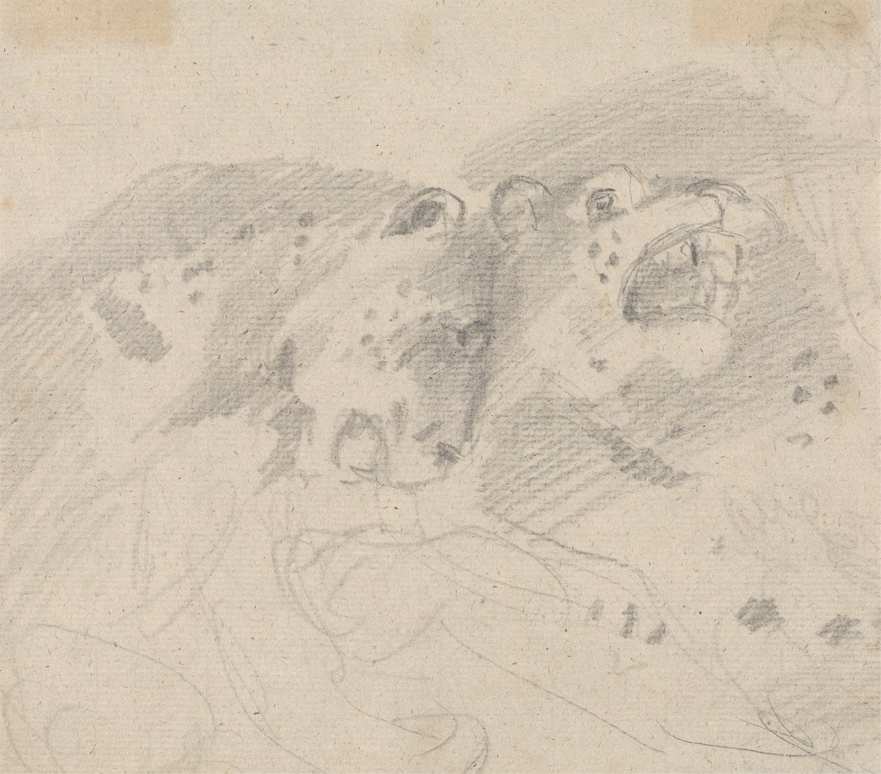 Dos leopardos de Sawrey Gilpin