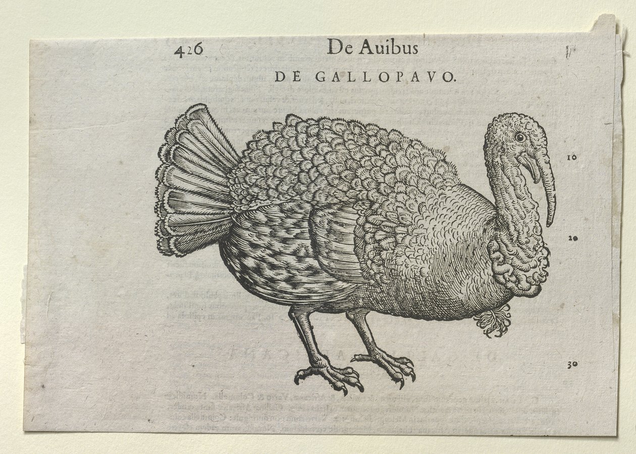 Un pavo de School German