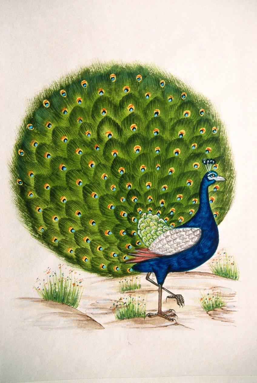 Pintura en miniatura sobre seda Pavo real de School Indian