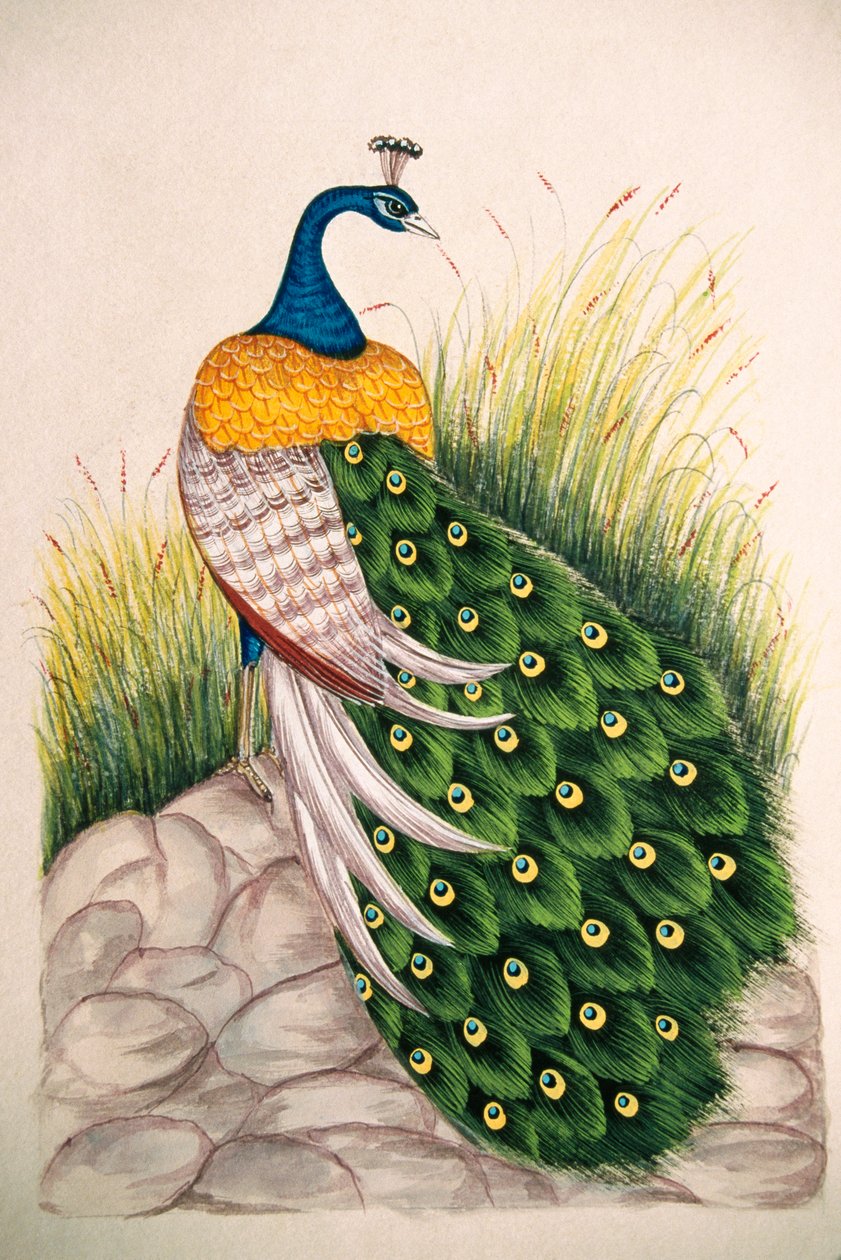 Pintura en miniatura sobre seda Pavo real de School Indian