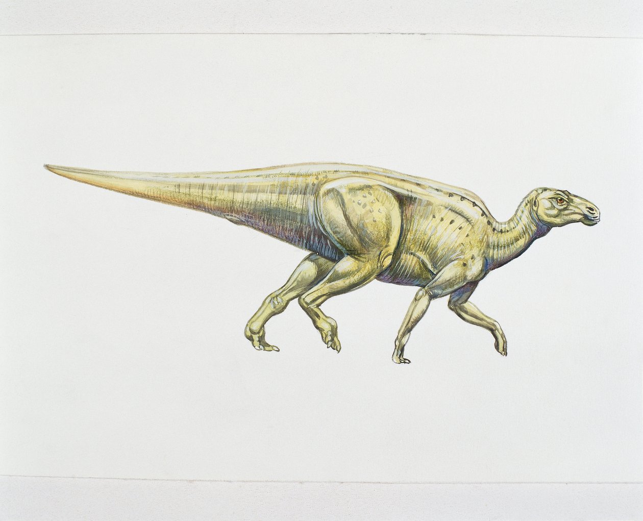 Hadrosáurido o dinosaurio de pico de pato de School Italian
