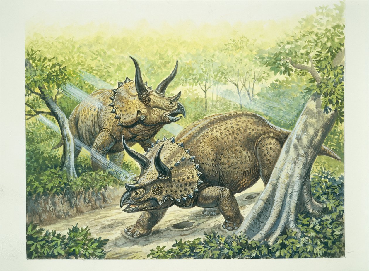 Triceratops horridus, período Cretácico de School Italian