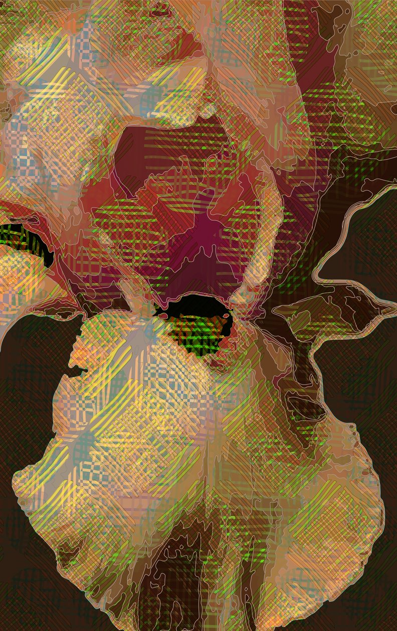 Iris barbudo de Scott J. Davis