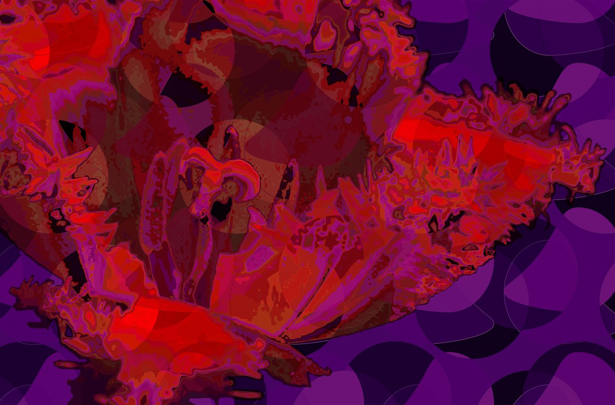 Tulipán rojo de Scott J. Davis