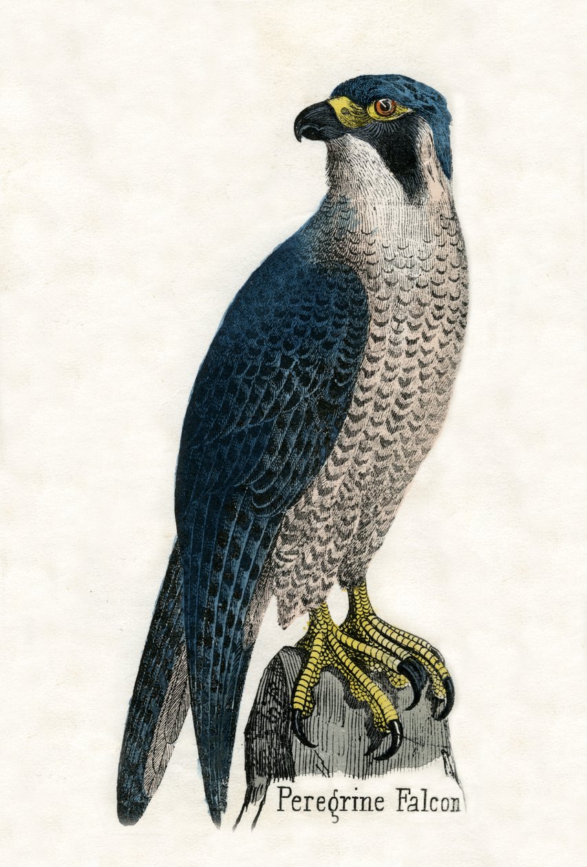 Grabado antiguo de un halcón peregrino de Scottish School