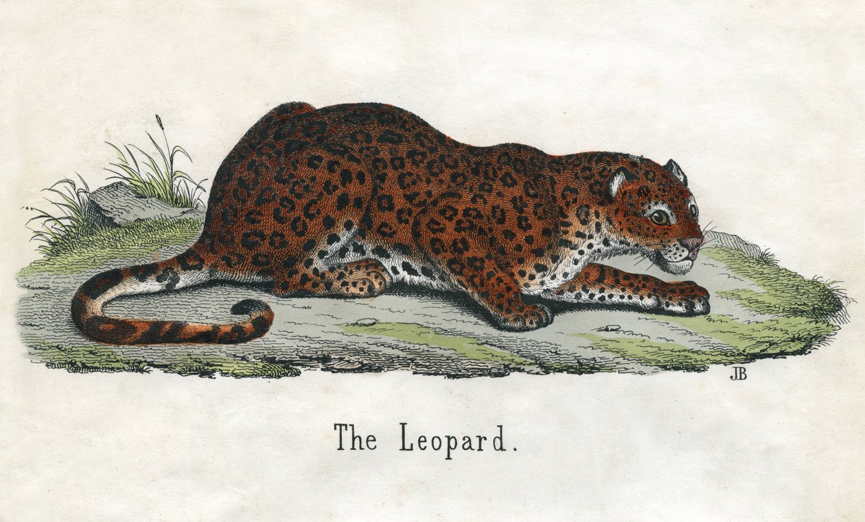 Impresión antigua de un leopardo africano de Scottish School