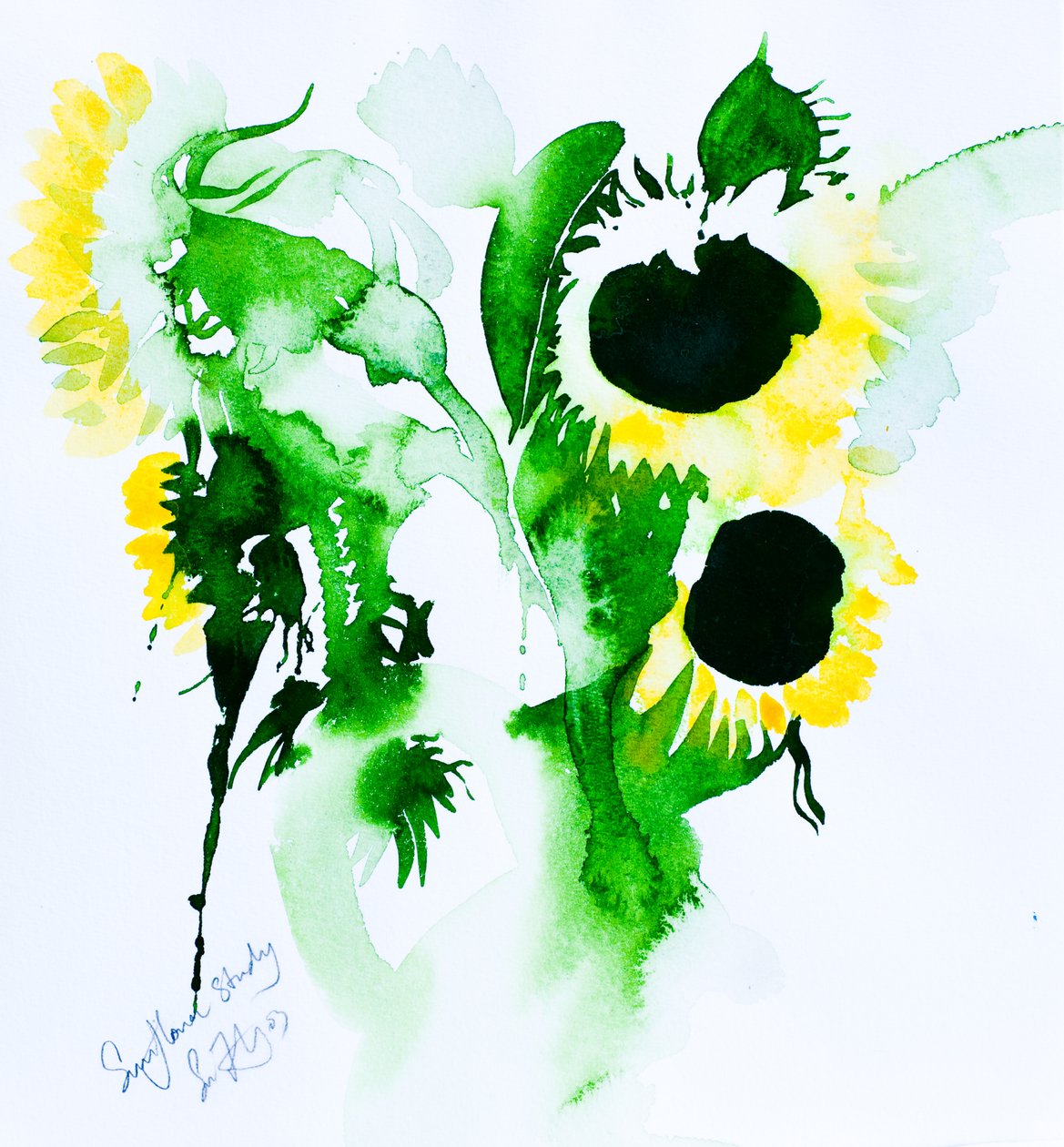 Estudio del girasol (acuarela sobre papel) de Simon Fletcher