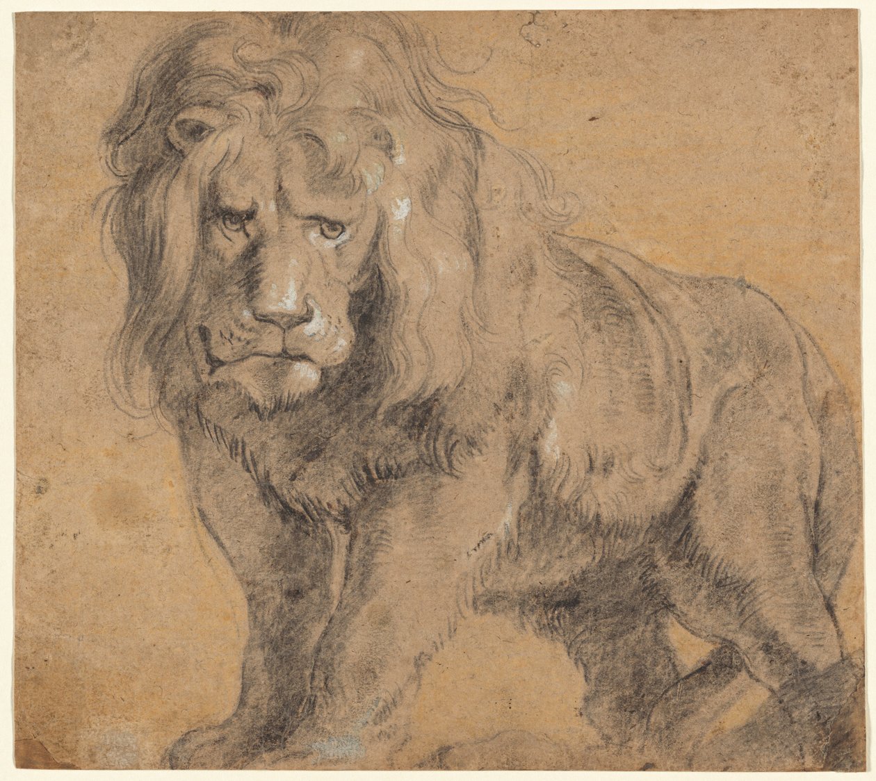 León de Sir Peter Paul Rubens