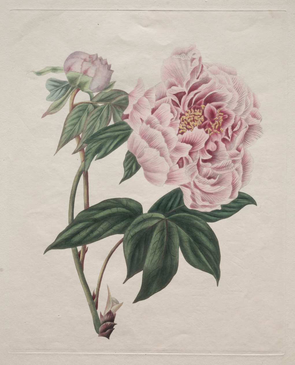 Peonía de árbol china (Paeonia suffruticosa) de Smith
