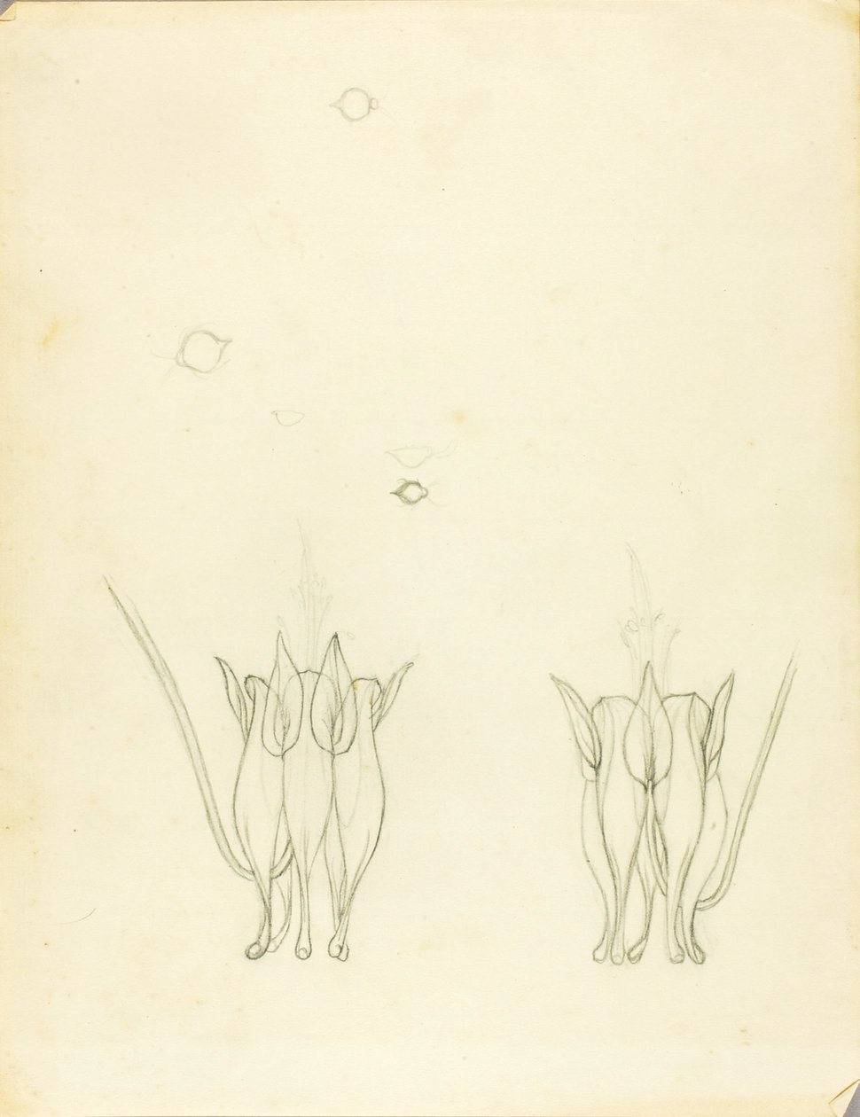 Acacias de Solon H. Borglum