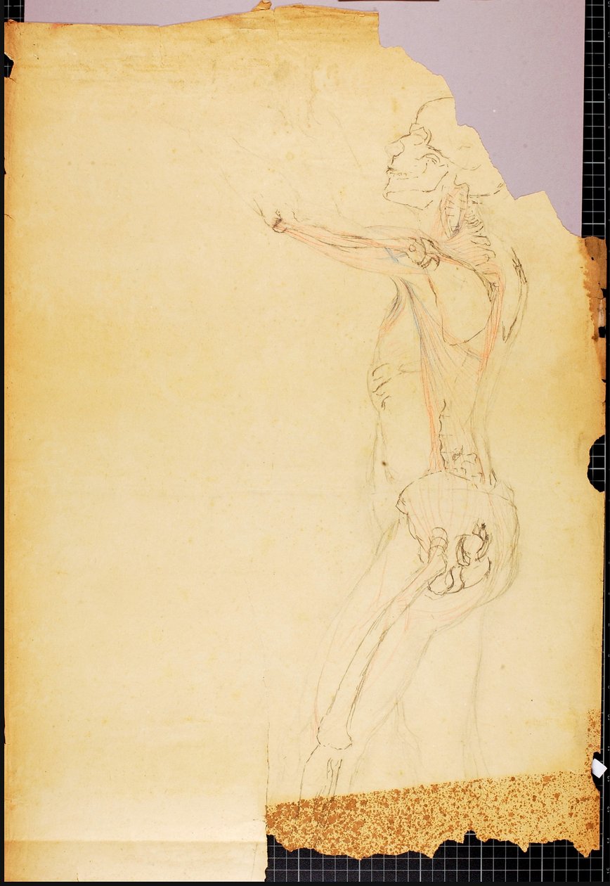 Estudio de anatomía de Solon H. Borglum