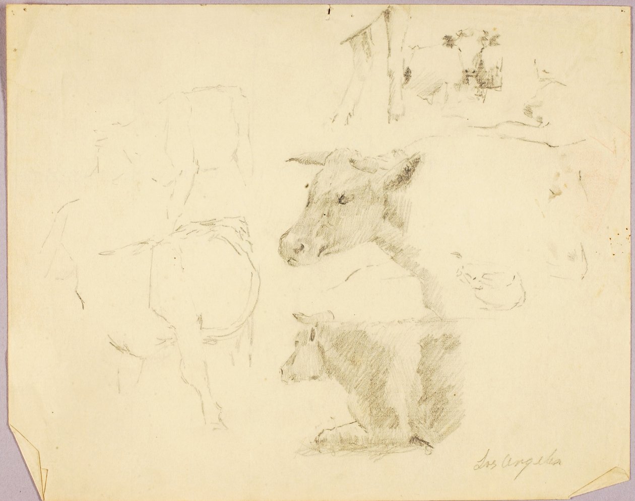 Vacas de Solon H. Borglum