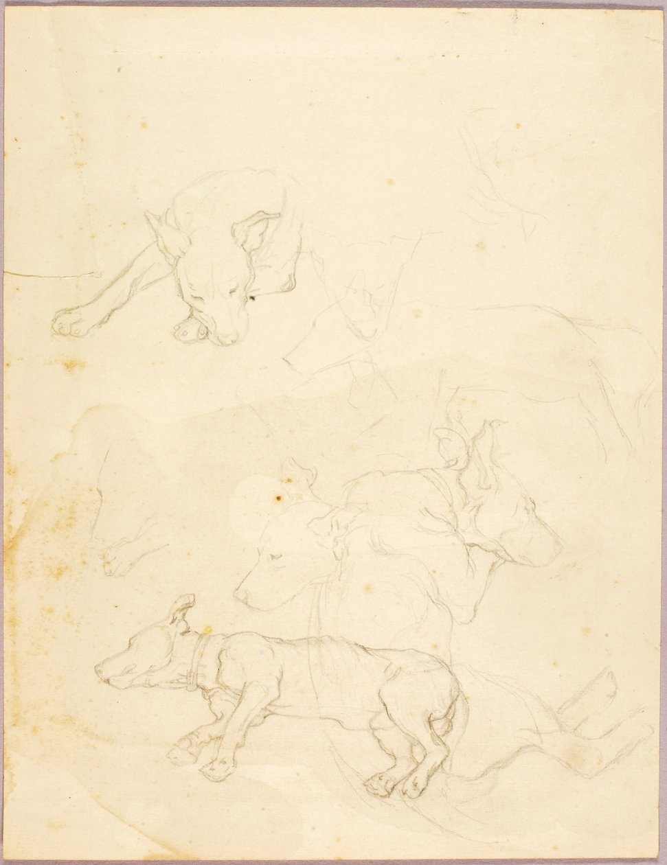 Perros de Solon H. Borglum
