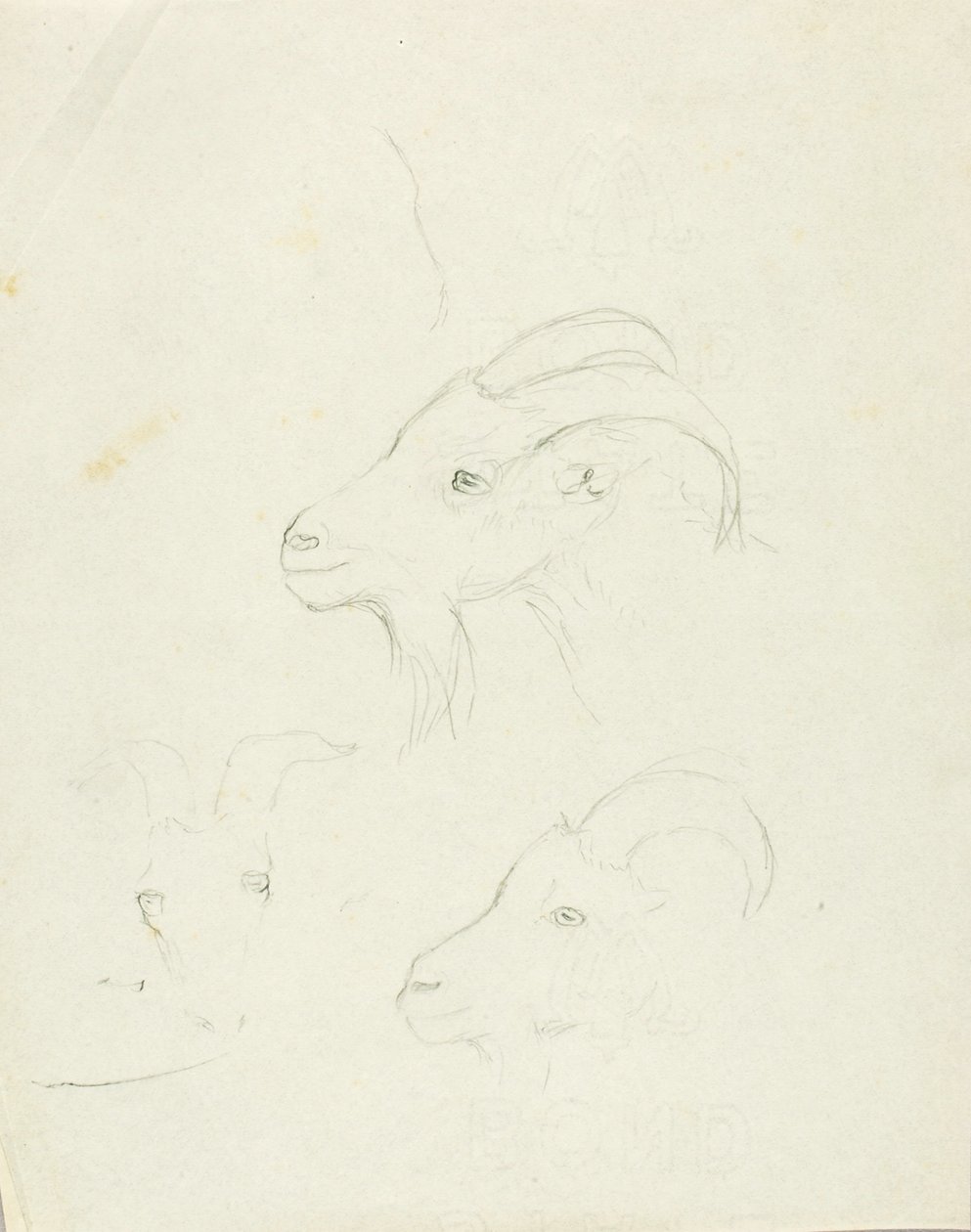 Cabras de Solon H. Borglum