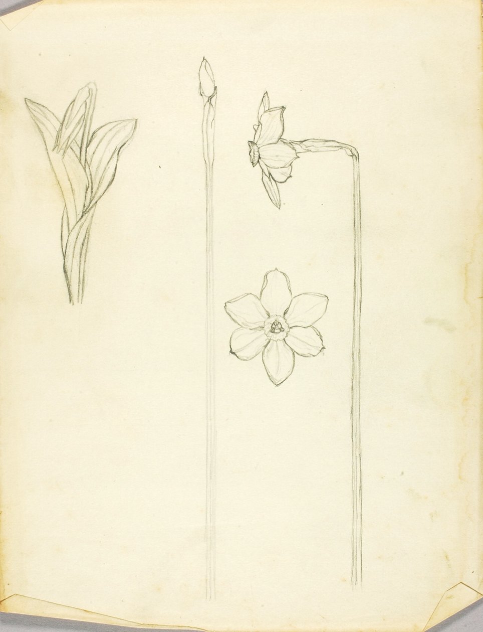 Estudio de plantas de Solon H. Borglum