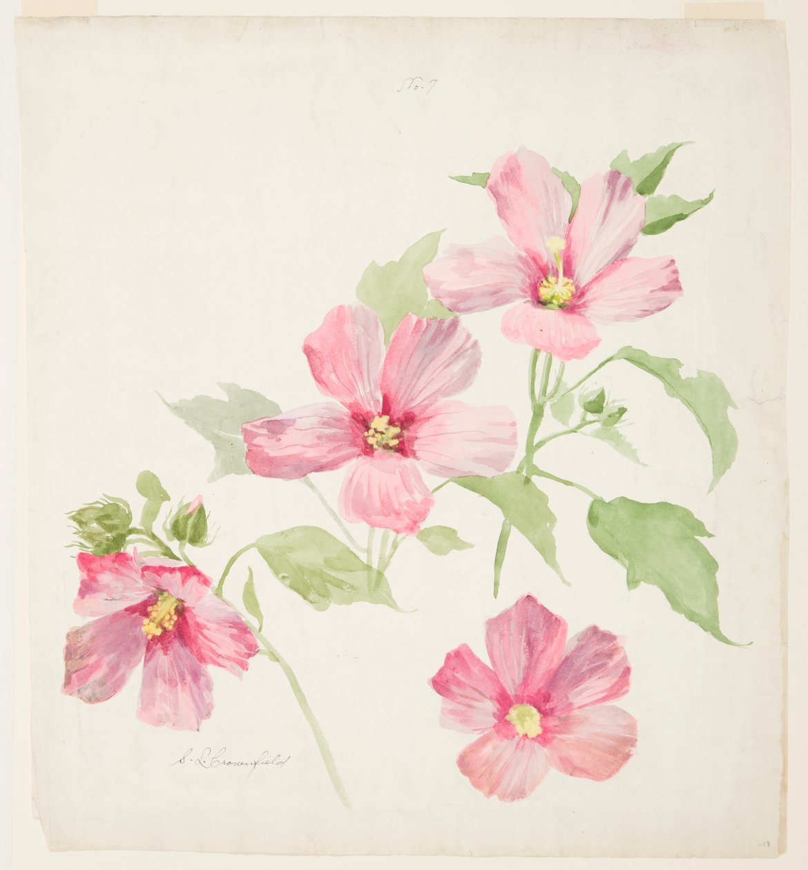 Estudio de malva de Sophia L. Crownfield