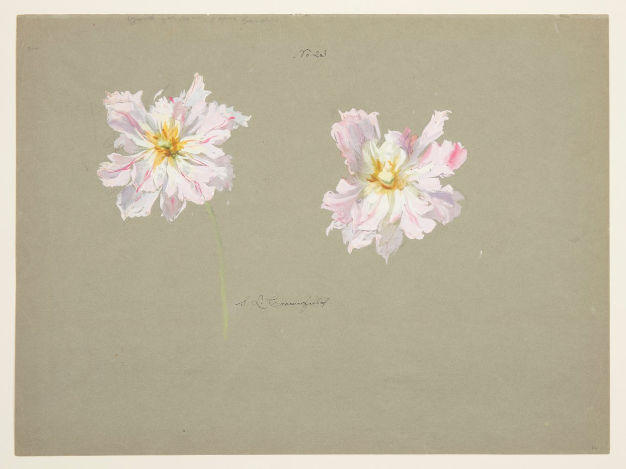Estudio de Peonías Rosa Pálido de Sophia L. Crownfield