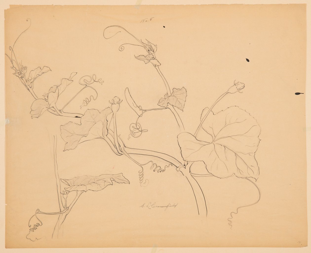 Estudio de enredaderas de calabaza de Sophia L. Crownfield