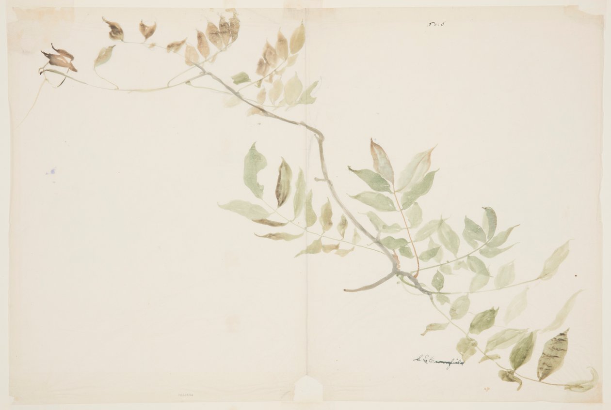 Estudio de follaje de glicinia de Sophia L. Crownfield