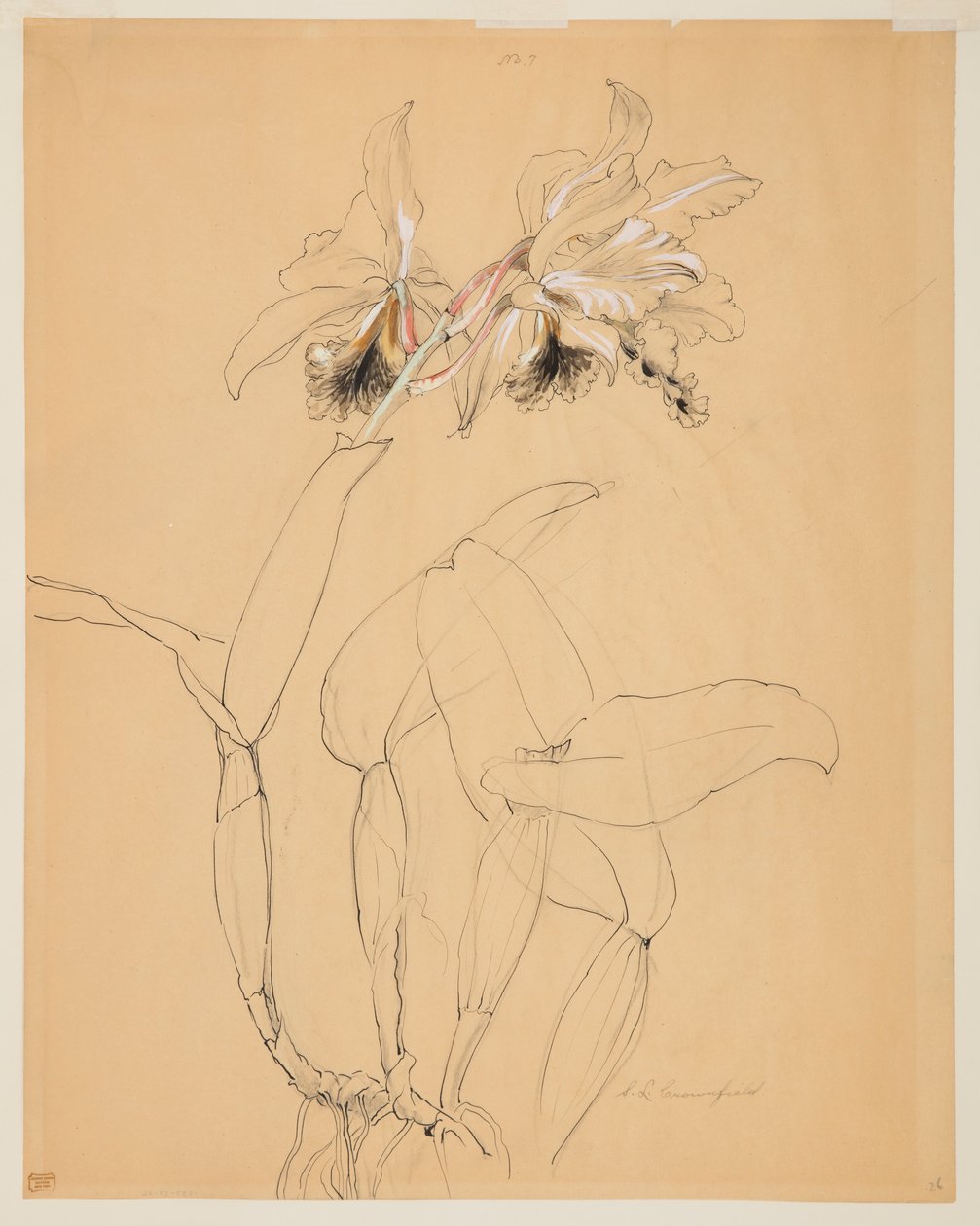 Estudio de una orquídea de Sophia L. Crownfield