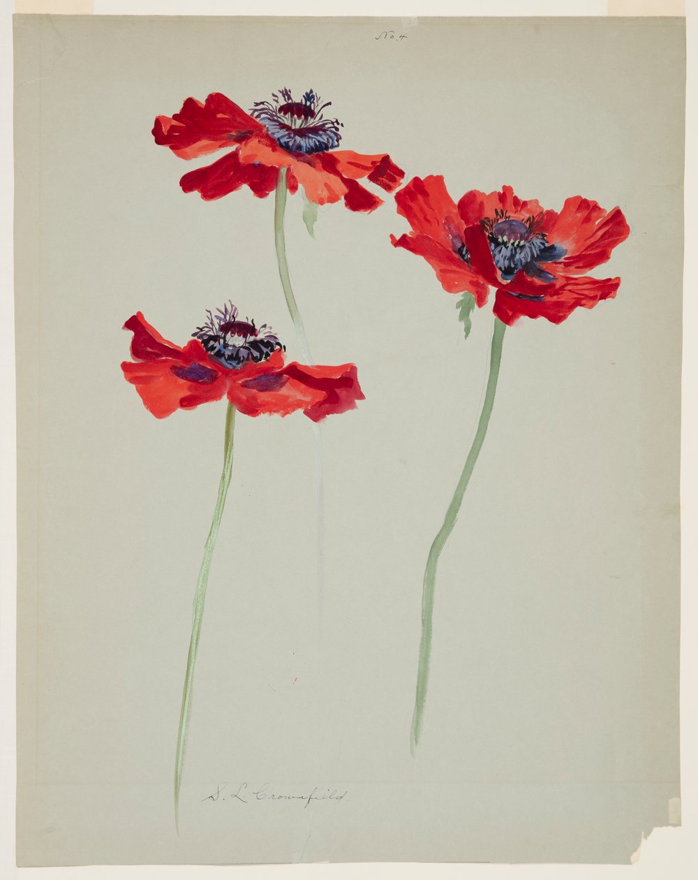 Tres estudios de amapolas de Sophia L. Crownfield