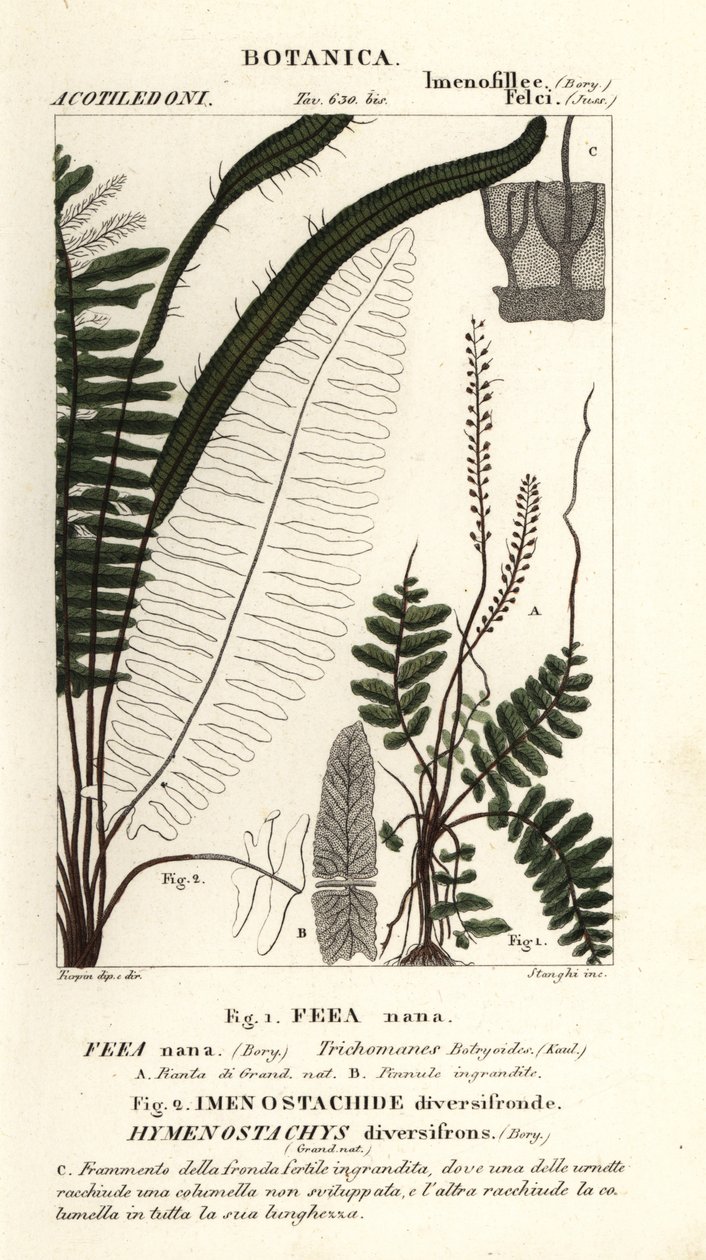 Helecho de cerdas, Trichomanes botryoides de Stanghi Stanghi