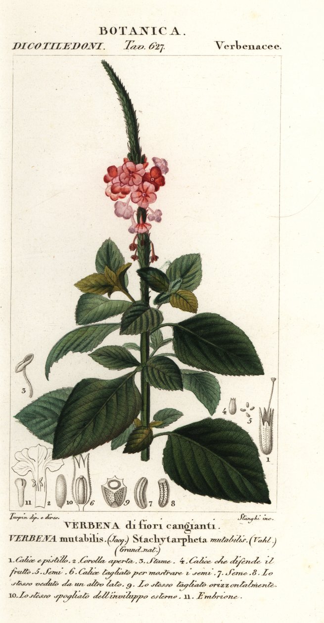 Baya de terciopelo cambiante, Stachytarpheta mutabilis de Stanghi Stanghi