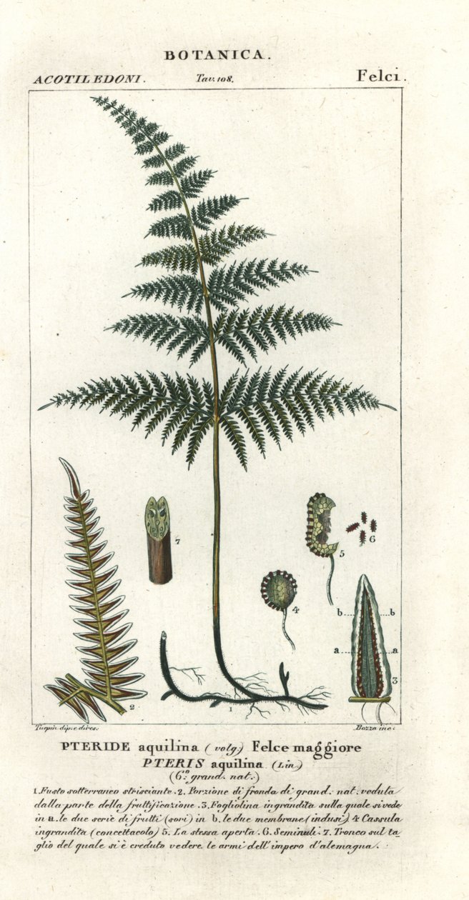 El helecho común o freno, Pteridium aquilinum de Stanghi Stanghi