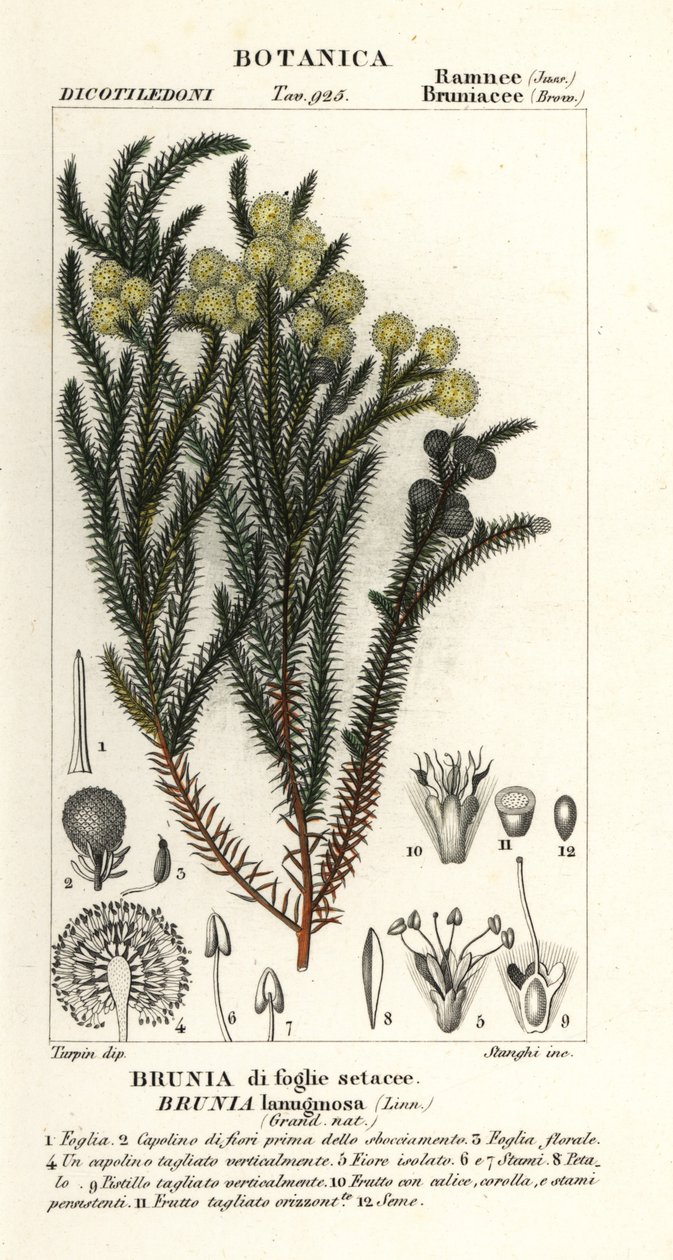 Arbusto de algodón común, Berzelia lanuginosa de Stanghi Stanghi