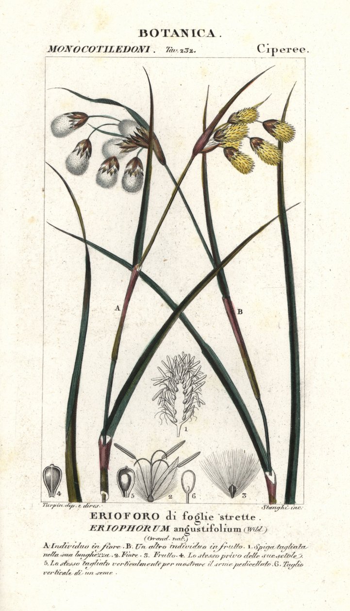 Eriophorum angustifolium, pasto algodonero de Stanghi Stanghi