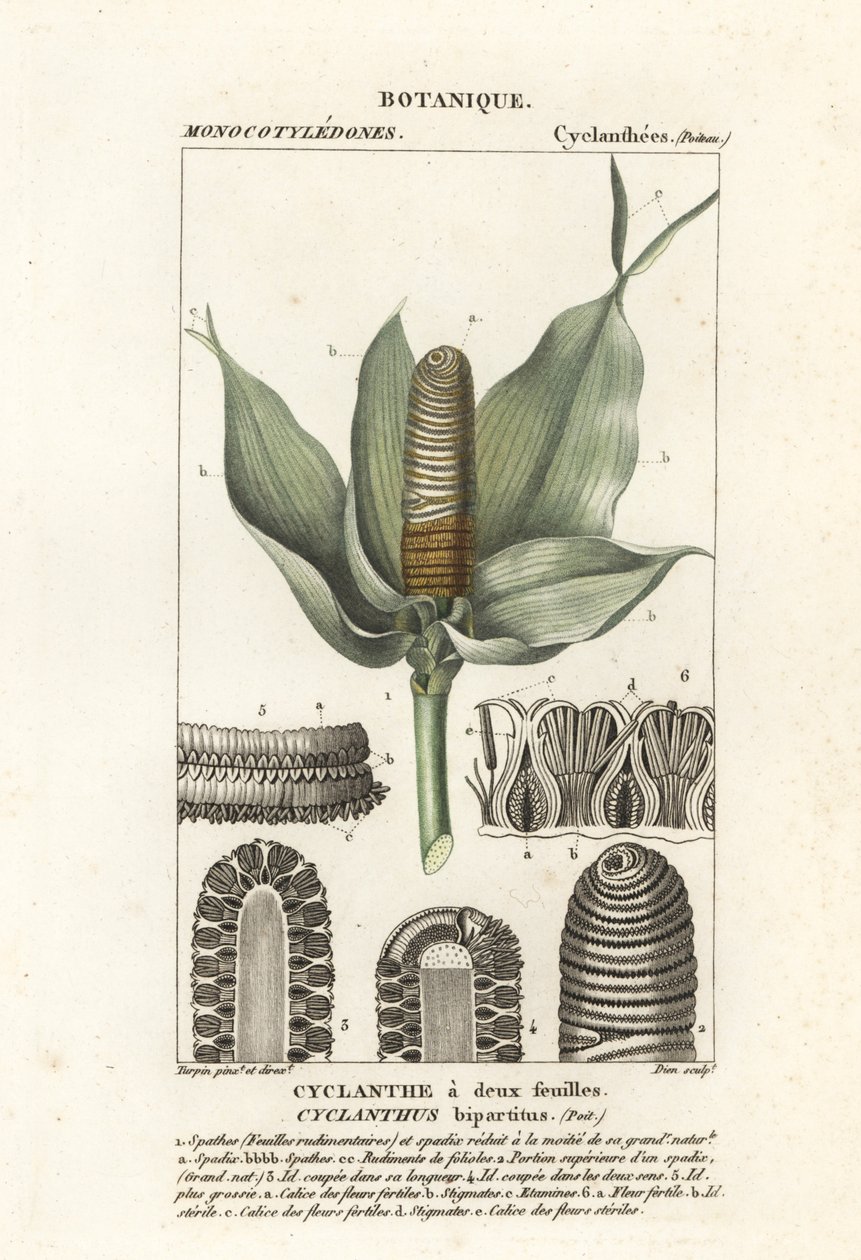 Cyclanthus bipartitus de Stanghi Stanghi