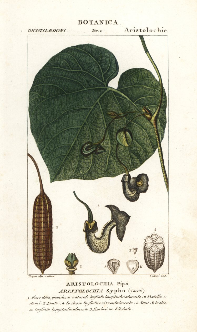 Pipa del holandés o pipevine, Aristolochia macrophylla de Stanghi Stanghi