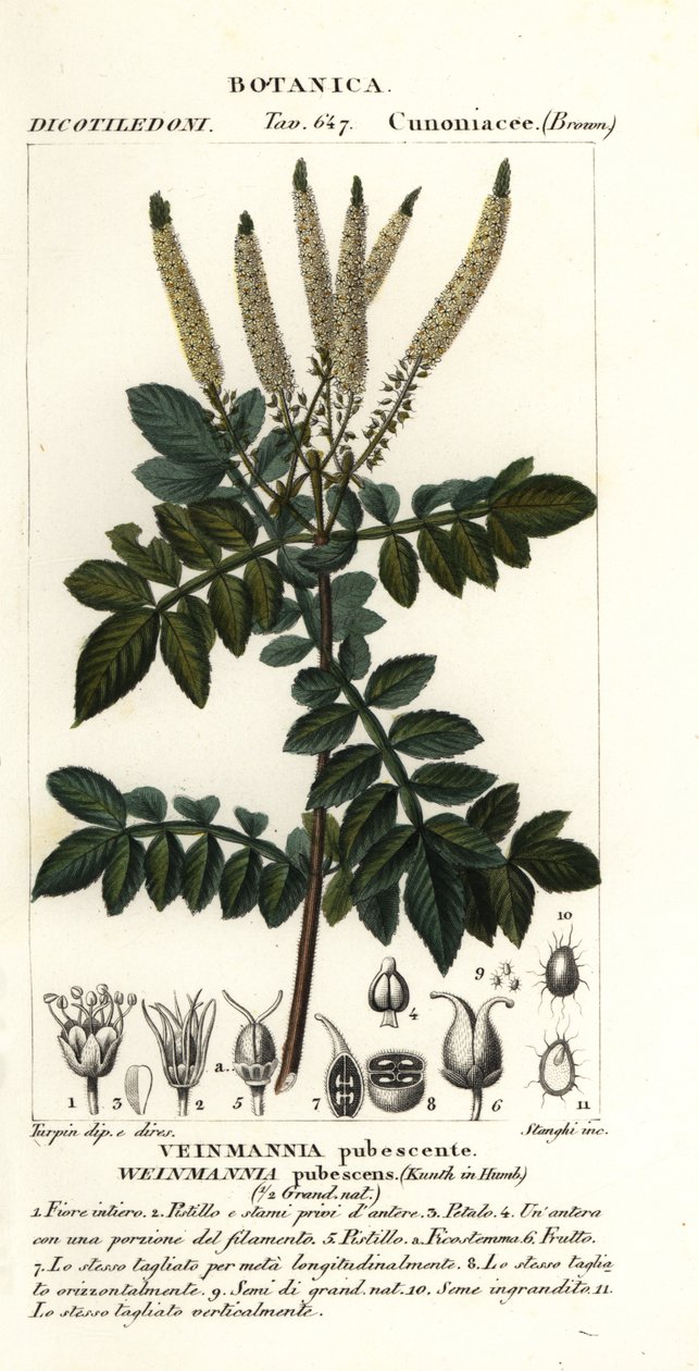 Encenillo, Weinmannia pubescens de Stanghi Stanghi